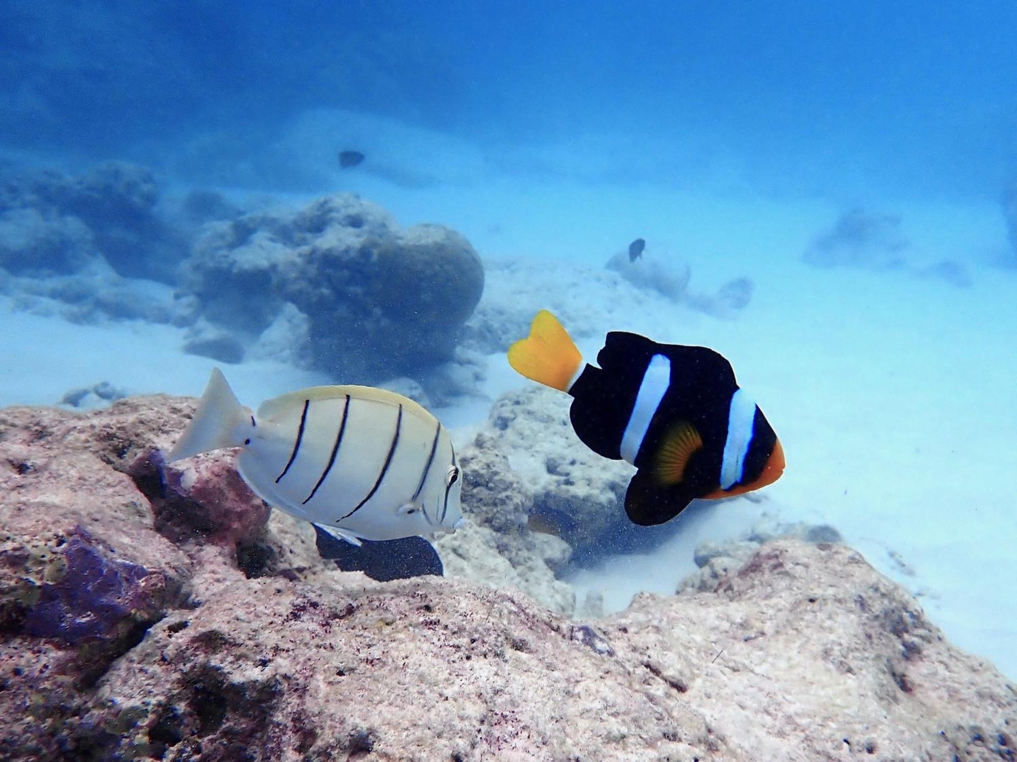 The Barefoot Eco Hotel Hanimaadhoo Island Bagian luar foto