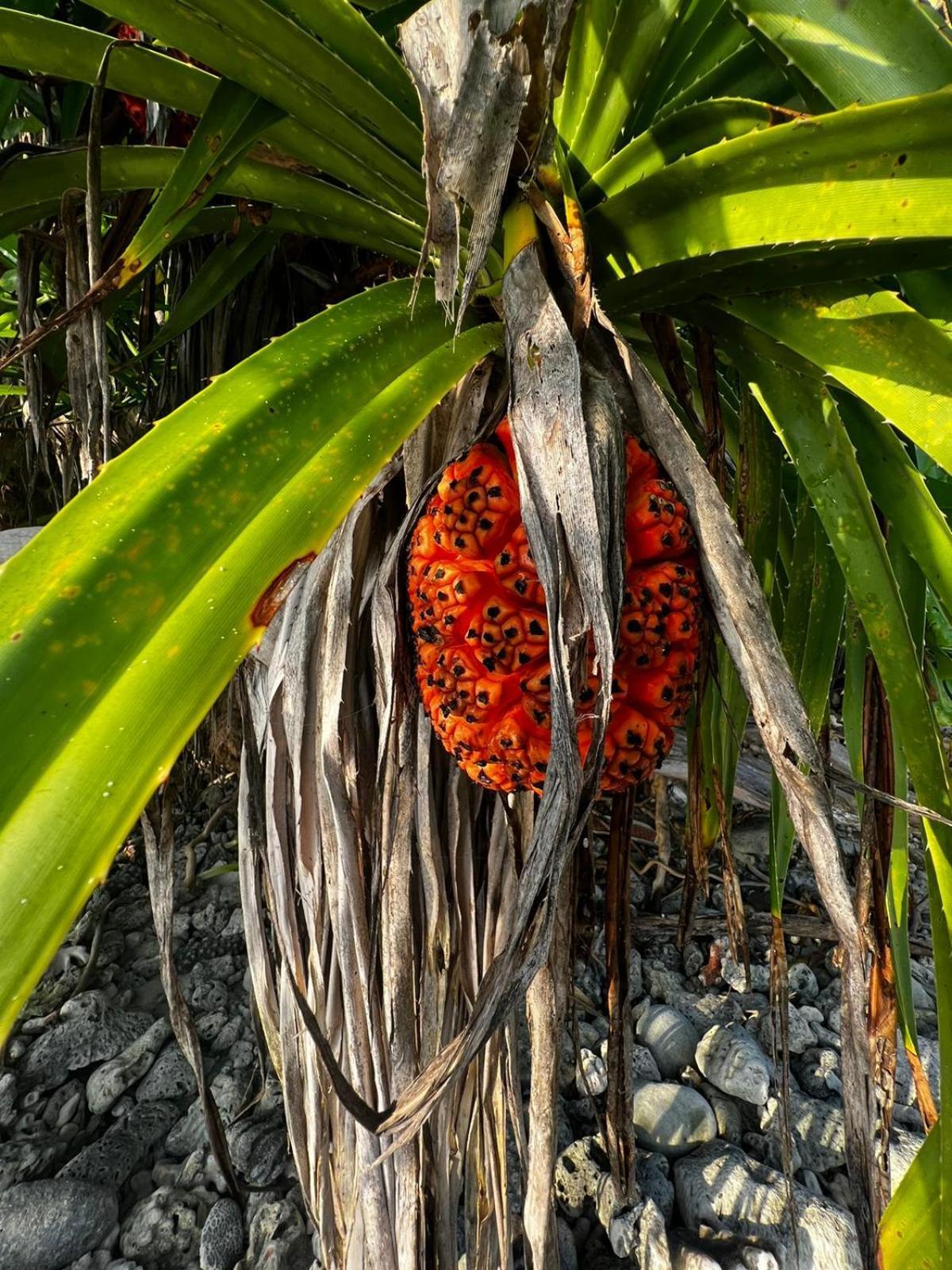 The Barefoot Eco Hotel Hanimaadhoo Island Bagian luar foto